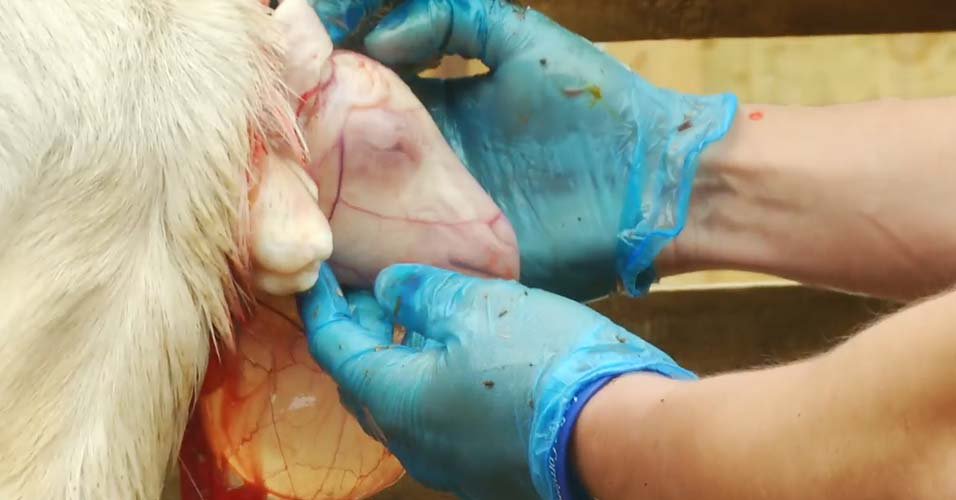 Manejo del parto en cabras: qué hacer antes, durante y después