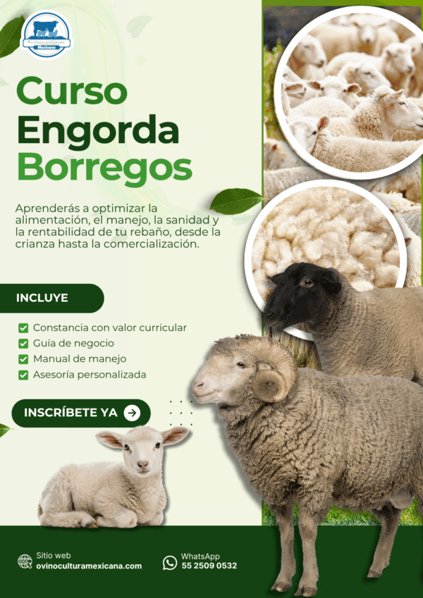 Curso de Ovinos de Engorda