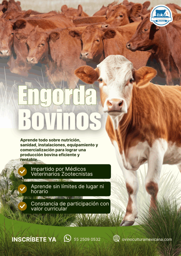 Curso de Bovinos de Carne