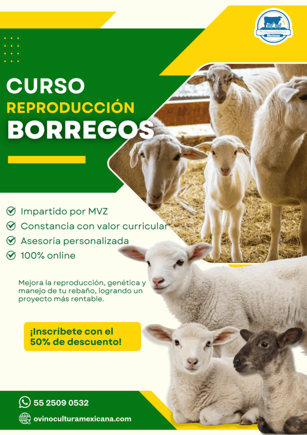 Reproducción en Borregos