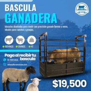 Bascula Ganadera 4 T